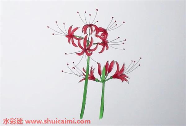 彼岸花怎么画 彼岸花简笔画图片带颜色