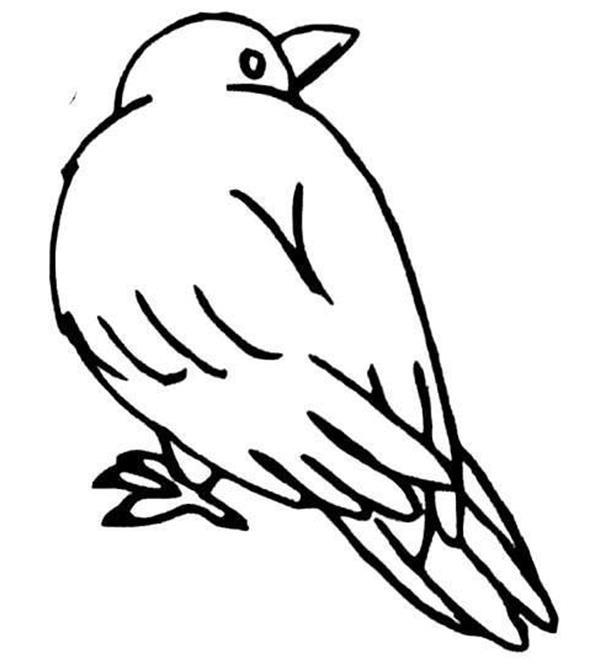 幼儿园画小鸟简笔画图片大全 小鸟的简笔画图片大全可爱 简单
