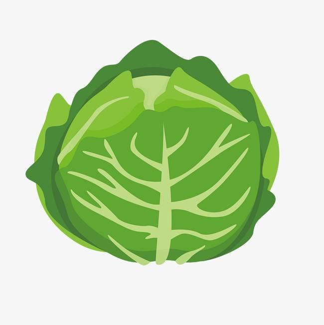 包菜简笔画 绿色尖包菜简笔画