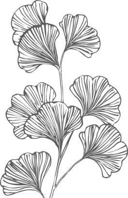 银杏简笔画图片大全 银杏简笔画图片大全可爱