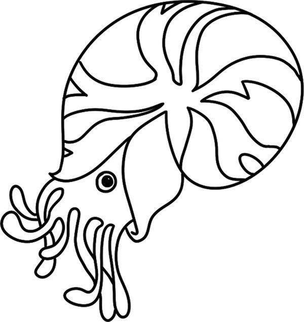探出头的海螺的简笔画怎么画 探出头的海螺简笔画画法
