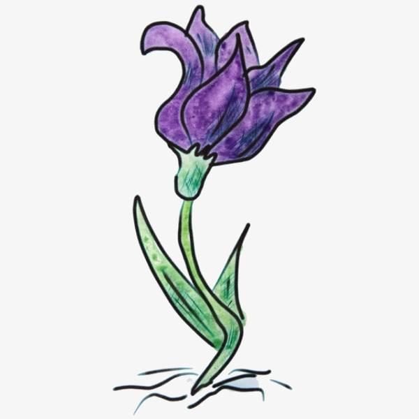 紫茉莉简笔画 紫茉莉简笔画彩色