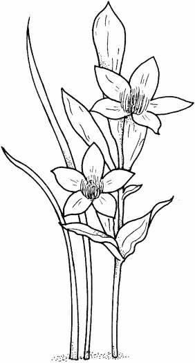 画植物简笔画 儿童画植物简笔画