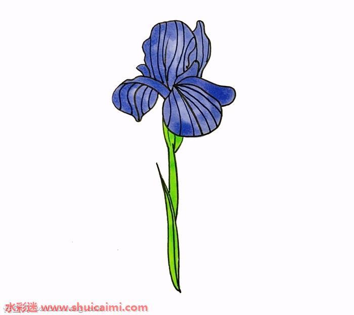 鸢尾花怎么画 鸢尾花简笔画简单易画彩色