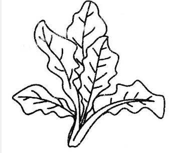 菠菜简笔画 菠菜简笔画图片带颜色