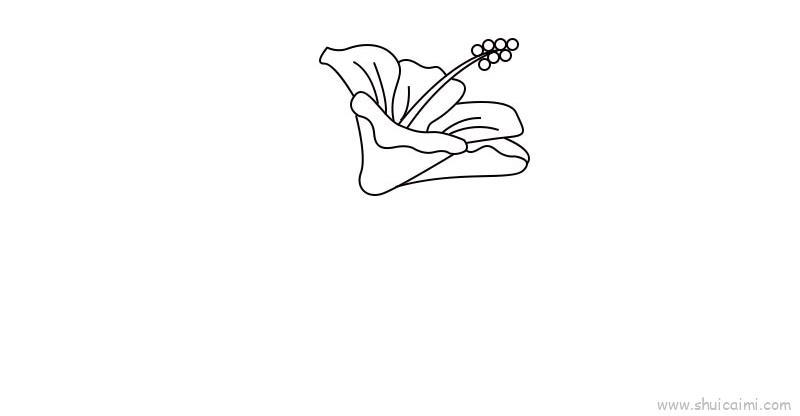 扶桑花儿童画怎么画 扶桑花简笔画图片