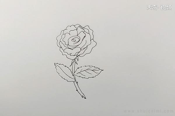 月季花简笔画怎么画 月季花简笔画简单又好看