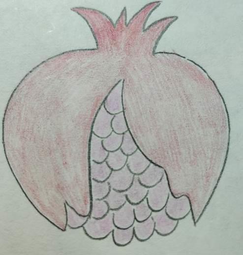 石榴简笔画 石榴简笔画图片大全大图