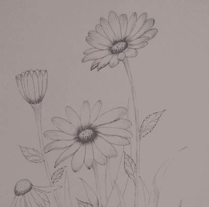 雏菊简笔画 雏菊简笔画图片