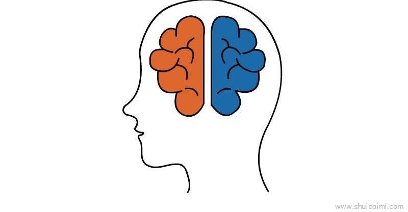大脑儿童画怎么画 大脑简笔画好看