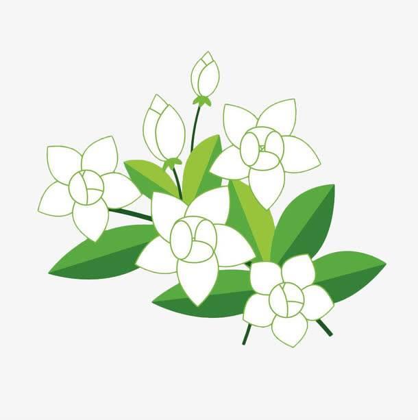茉莉画简笔画图片大全 茉莉画简笔画图片大全彩色