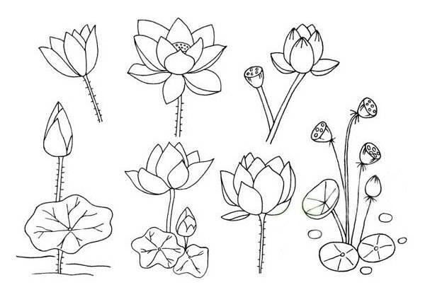 荷花简笔画 荷花简笔画图片