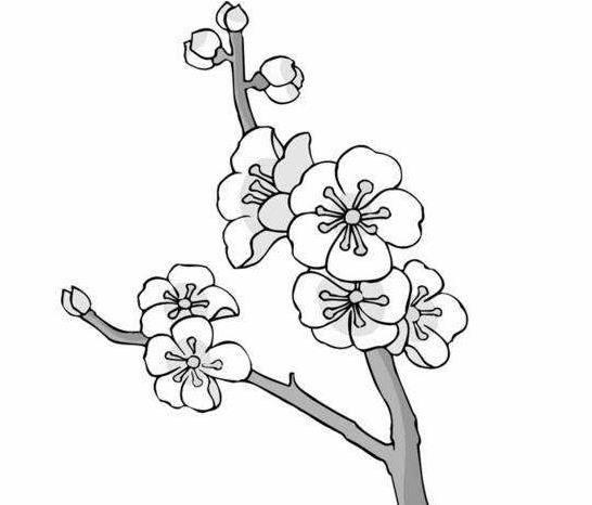 桃花简笔画 桃花简笔画彩色