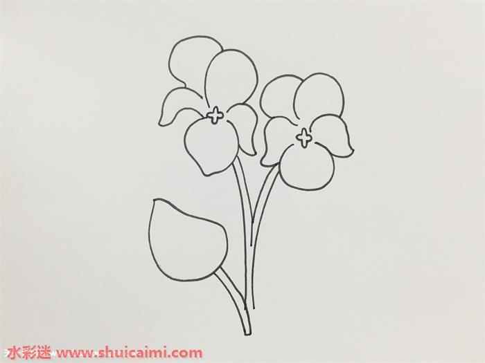 紫罗兰好看怎么画 紫罗兰简笔画步骤图