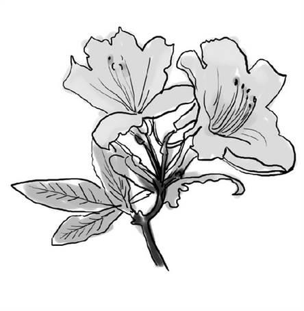 映山红简笔画 映山红简笔画儿童