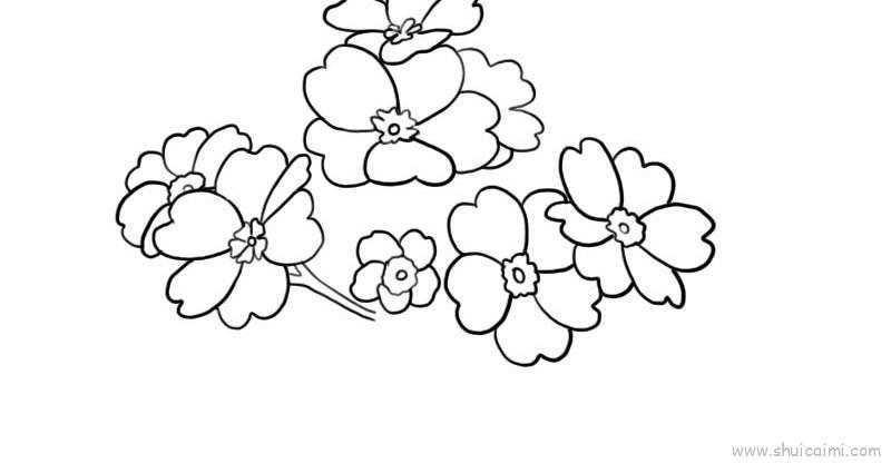 樱花草儿童画怎么画 樱花草简笔画简单