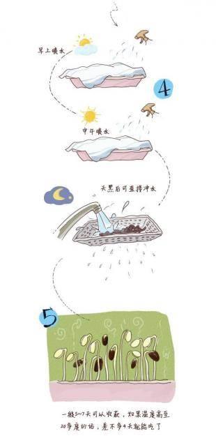豆芽简笔画 豆芽简笔画生长过程