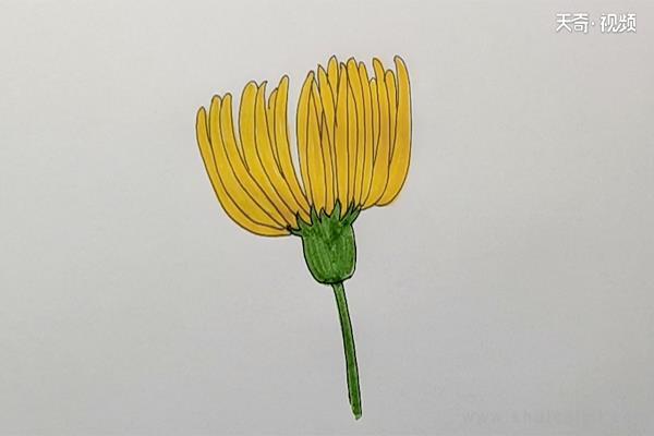 菊花简笔画怎么画 菊花简笔画步骤