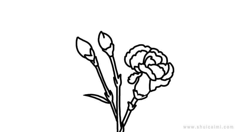 康乃馨简笔画怎么画 康乃馨简笔画画法