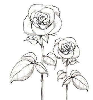 画玫瑰花的简笔画 画玫瑰花的简笔画一朵