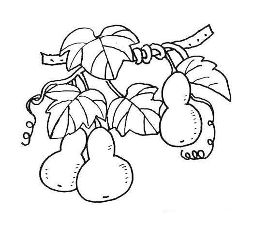 葫芦画画简笔画小动物 葫芦绘画简笔画