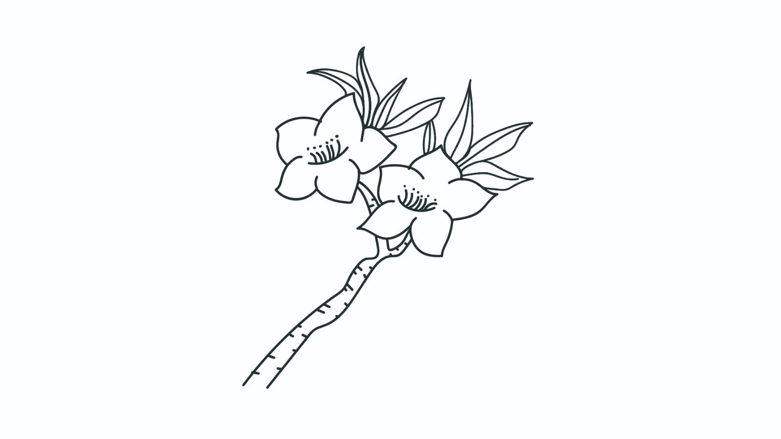 桃花简笔画怎么画 桃花简笔画步骤