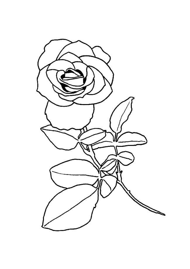 花简笔画 花简笔画罂粟花
