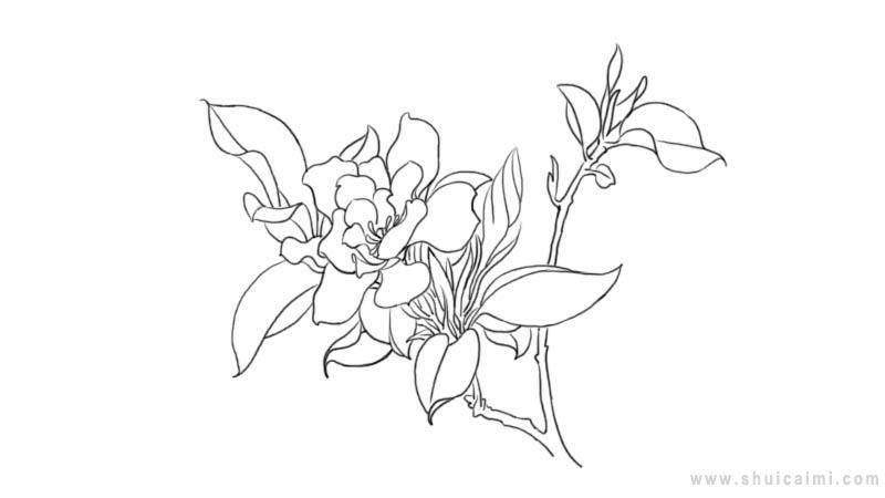 栀子花简笔画怎么画 栀子花简笔画步骤