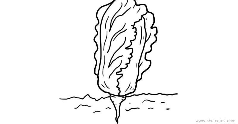 大白菜儿童画怎么画 大白菜简笔画顺序