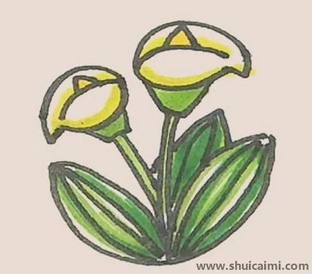 马蹄莲儿童简笔画