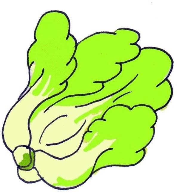 白菜简笔画 白菜简笔画图片带颜色