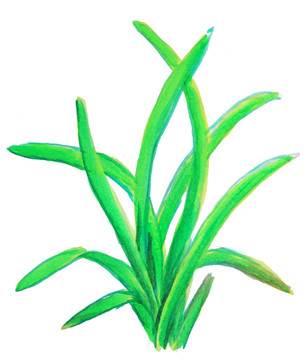 禾苗简笔画 禾苗简笔画简单又好看