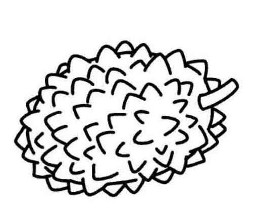 榴莲简笔画 榴莲简笔画图片