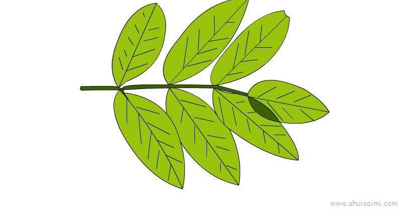 槐树叶子儿童画怎么画 槐树叶子简笔画简单