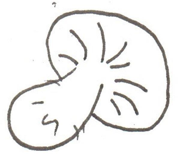 香菇的简笔画怎么画 香菇的简笔画画法