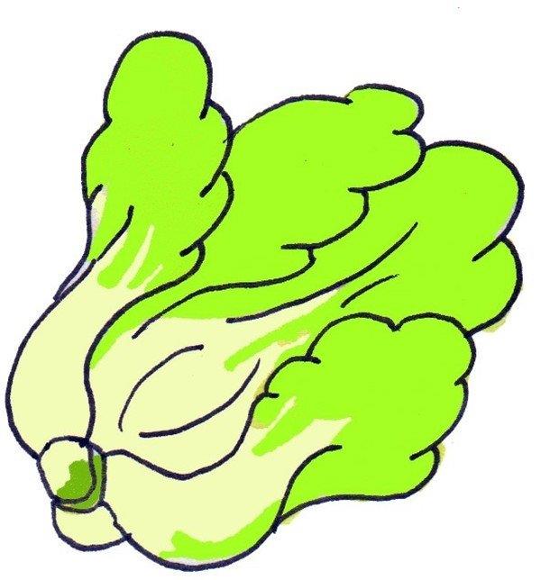 大白菜的简笔画怎么画 大白菜的简笔画图片大全