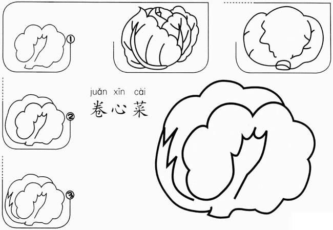 包菜简笔画 绿色尖包菜简笔画