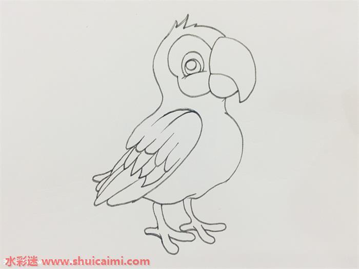 鹦鹉怎么画 鹦鹉简笔画步骤