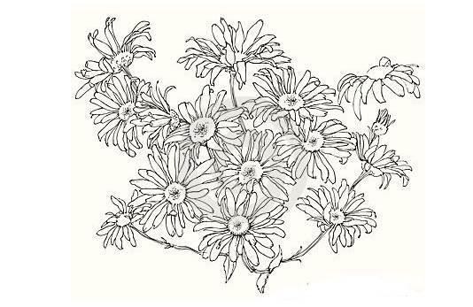 雏菊简笔画 雏菊简笔画图片