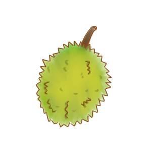 榴莲简笔画 榴莲简笔画图片