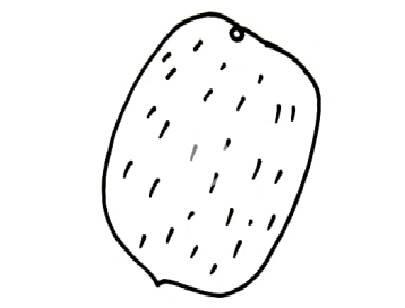 猕猴桃简笔画 猕猴桃简笔画可爱