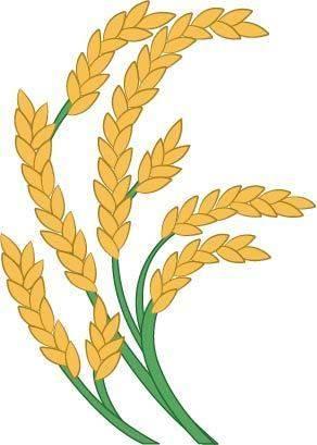 稻穗简笔画 稻穗简笔画图片