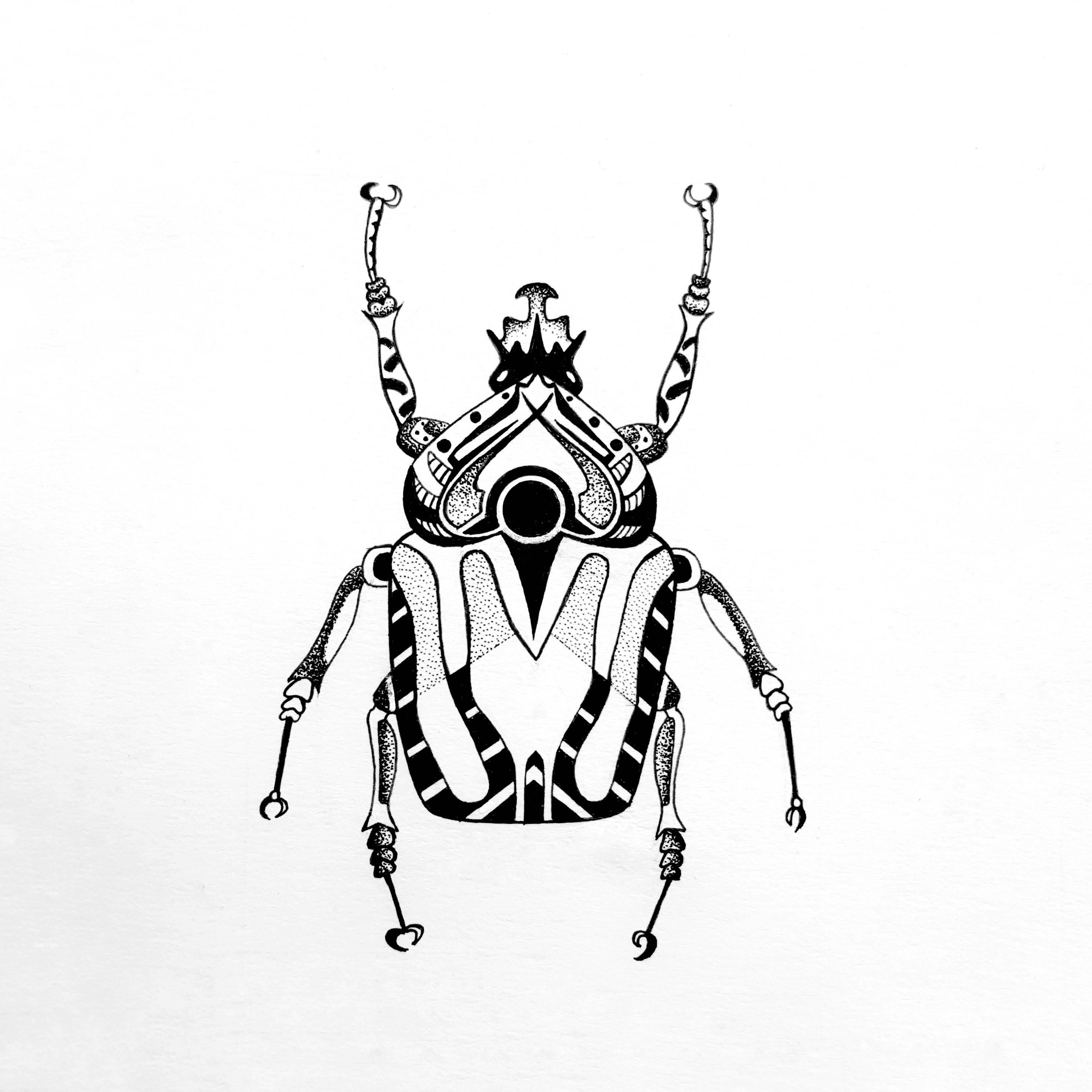 甲虫简笔画 金步甲虫简笔画