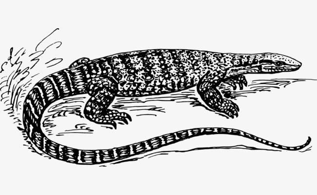 蜥蜴简笔画 蜥蜴简笔画图片
