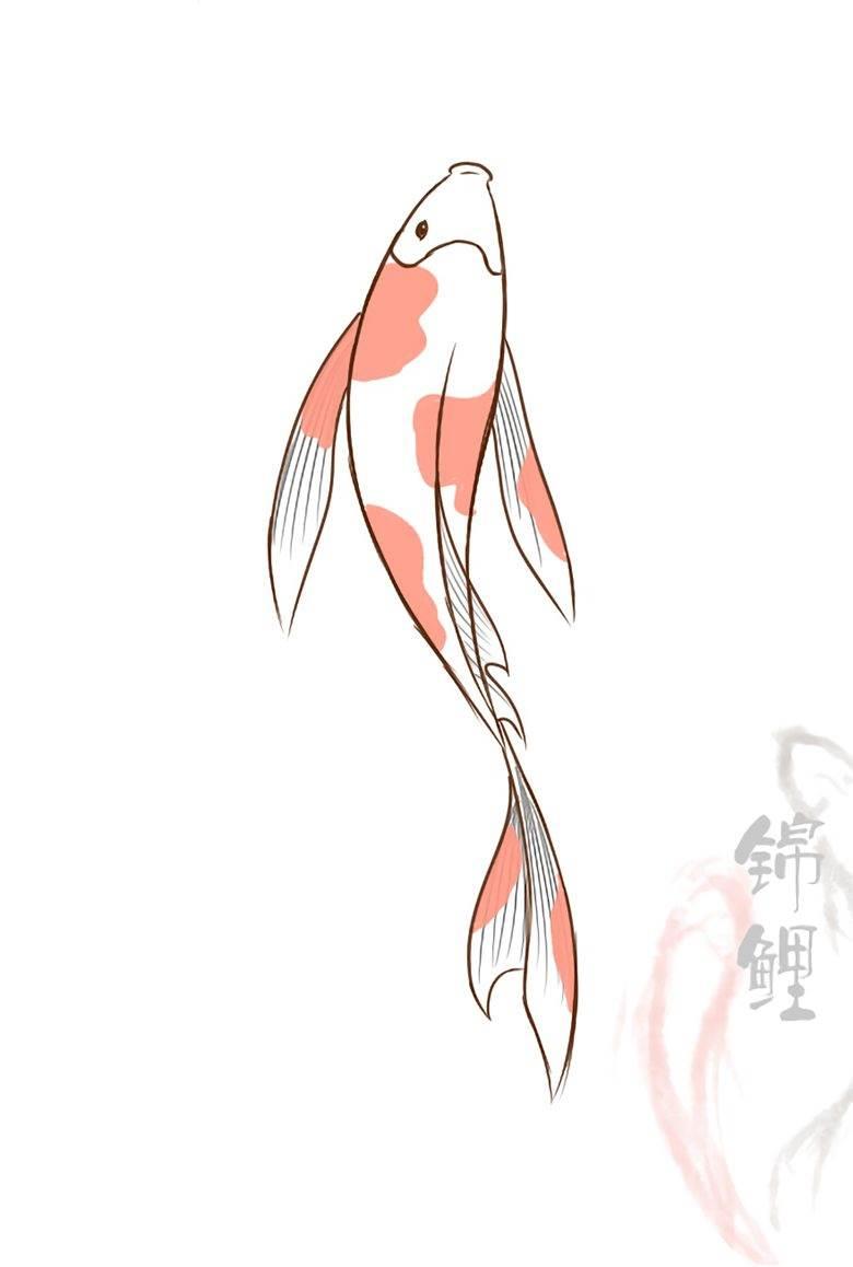 锦鲤简笔画 锦鲤简笔画图片