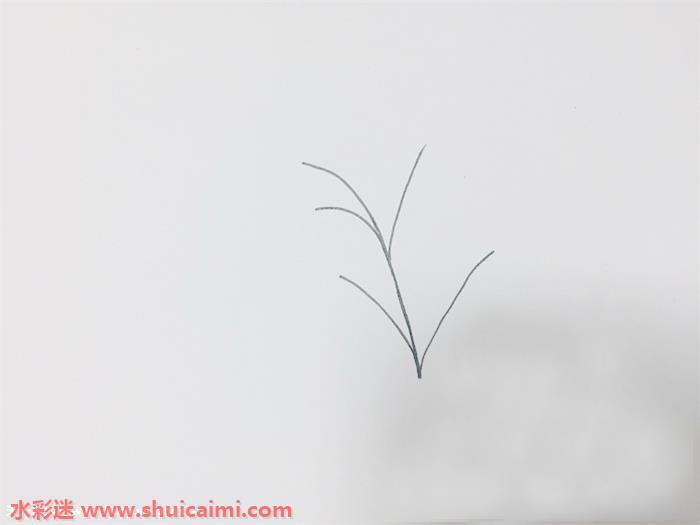 艾草怎么画 艾草简笔画步骤图解教程