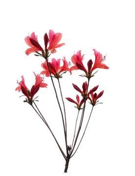 映山红简笔画 映山红简笔画儿童