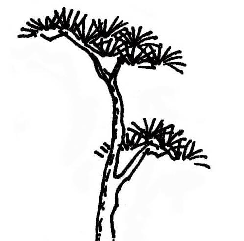 松树简笔画 松树简笔画大全大图