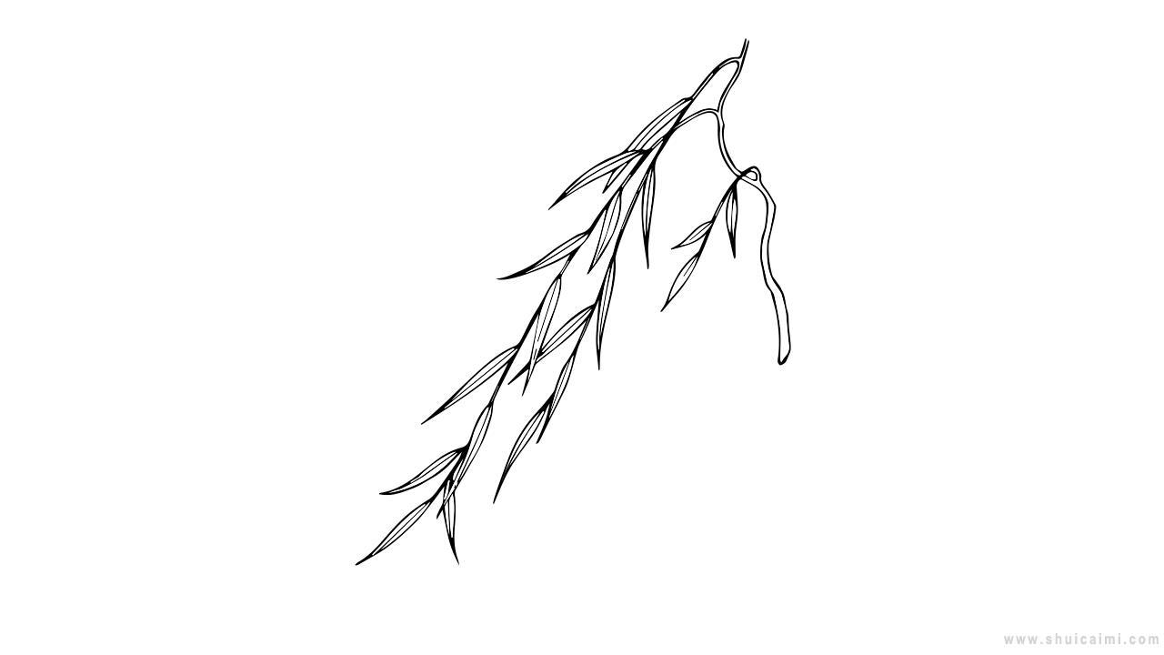 柳枝简笔画怎么画 柳枝简笔画顺序