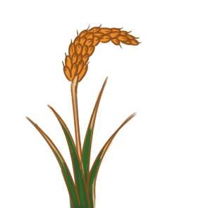 稻子简笔画 农民种稻子简笔画